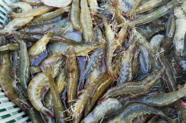 養蝦廢水怎么處理效果好？解決方案！-1